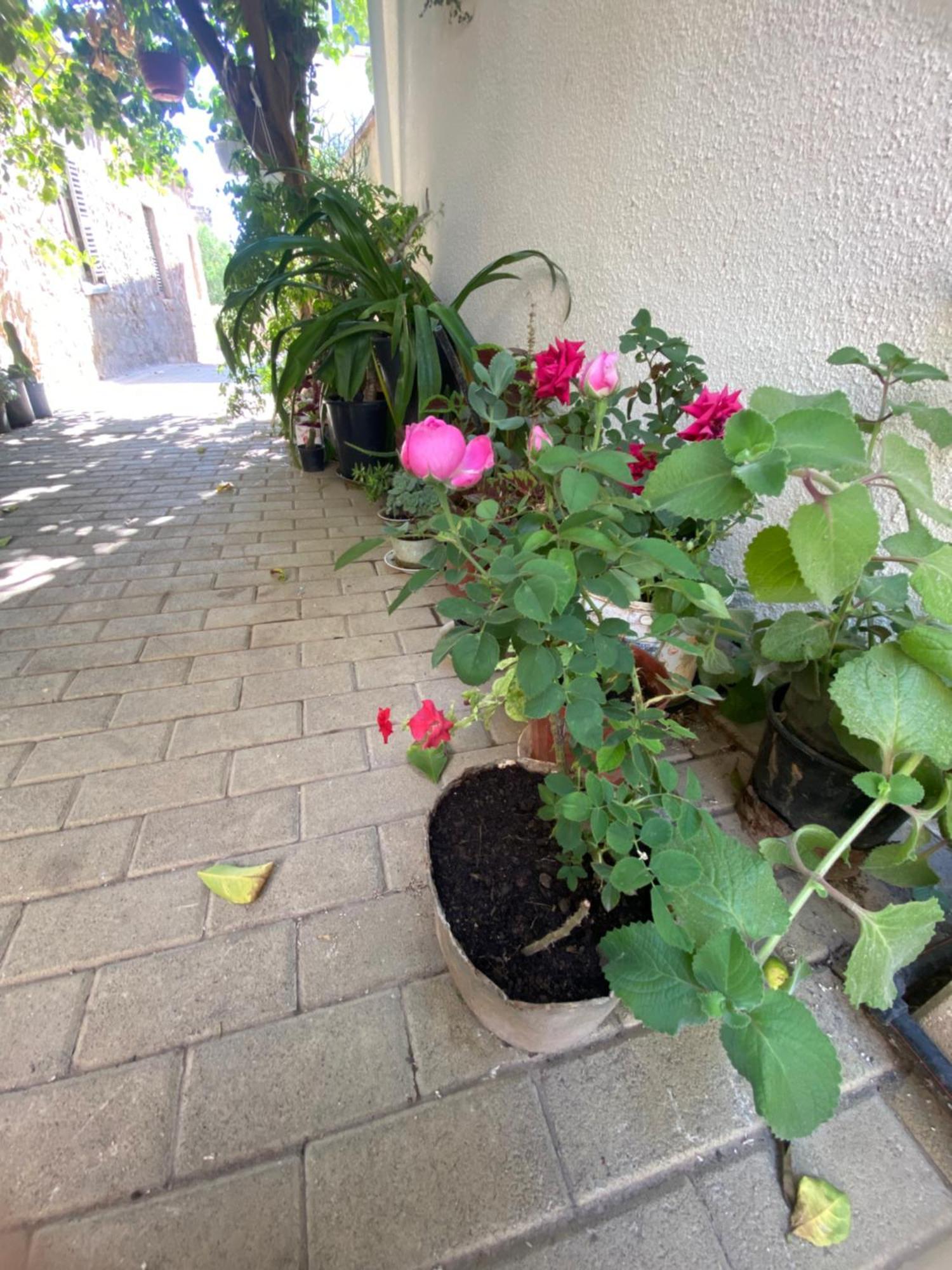פמגוסטה Grandmother'S House מראה חיצוני תמונה
